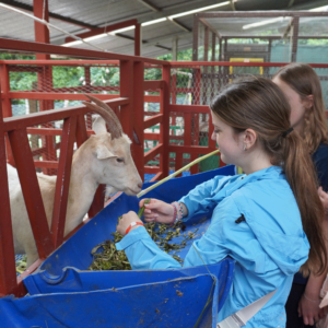 COMMUNITY SERVICE, PLAYAS DEL COCO