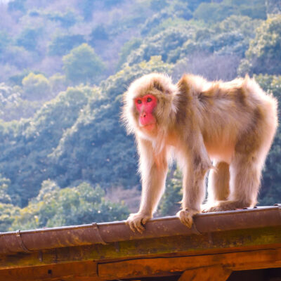 Snow Monkey Park (Jigokudani)