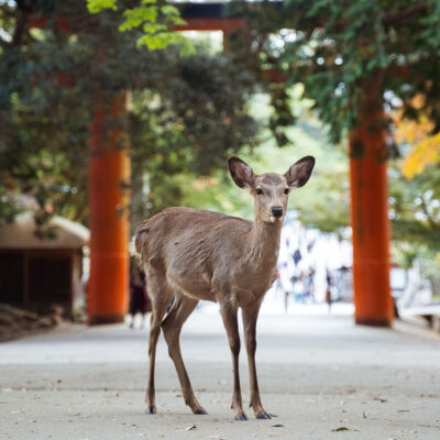 Nara National Park with Hot Springs
