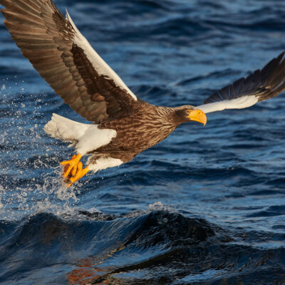 Sea Eagle Safari in Trollfjorden